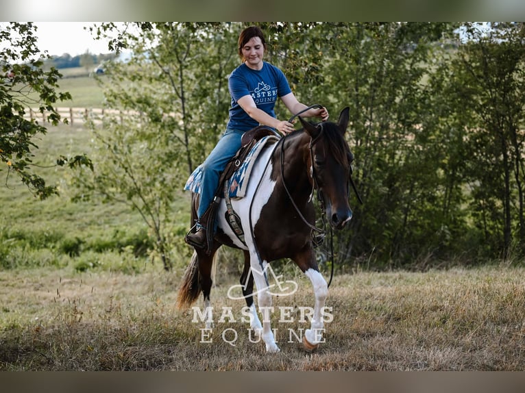 Plus de poneys/petits chevaux Croisé Hongre 4 Ans 142 cm Pinto in Orrville