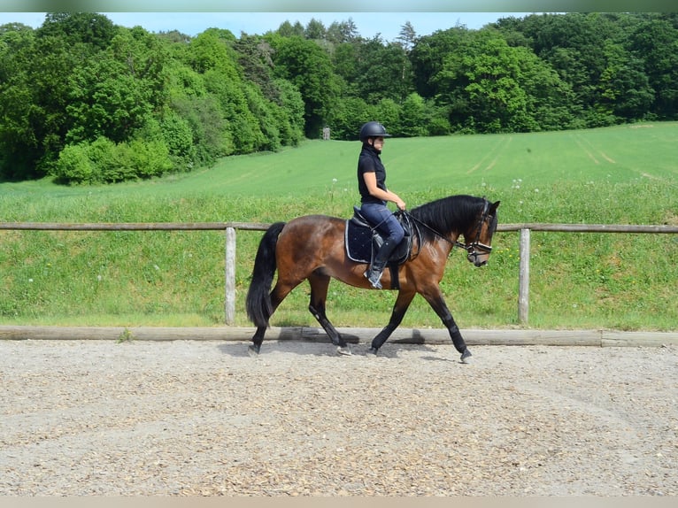 Plus de poneys/petits chevaux Hongre 4 Ans 143 cm Bai in Wellheim