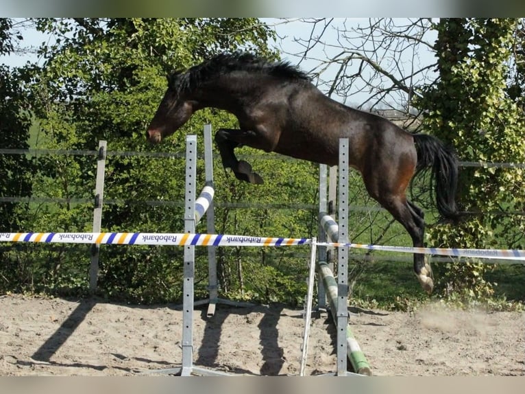 Plus de poneys/petits chevaux Hongre 4 Ans 144 cm Bai brun in Metelen