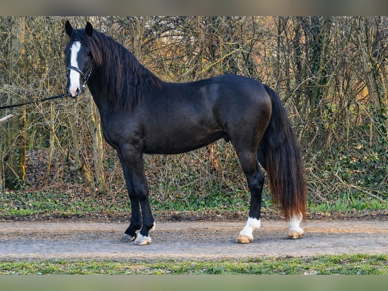 Plus de poneys/petits chevaux Hongre 4 Ans 145 cm Noir in Rechnitz