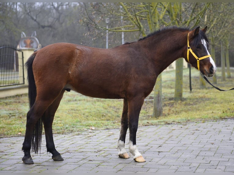 Plus de poneys/petits chevaux Hongre 4 Ans 147 cm Bai in Békéscsaba