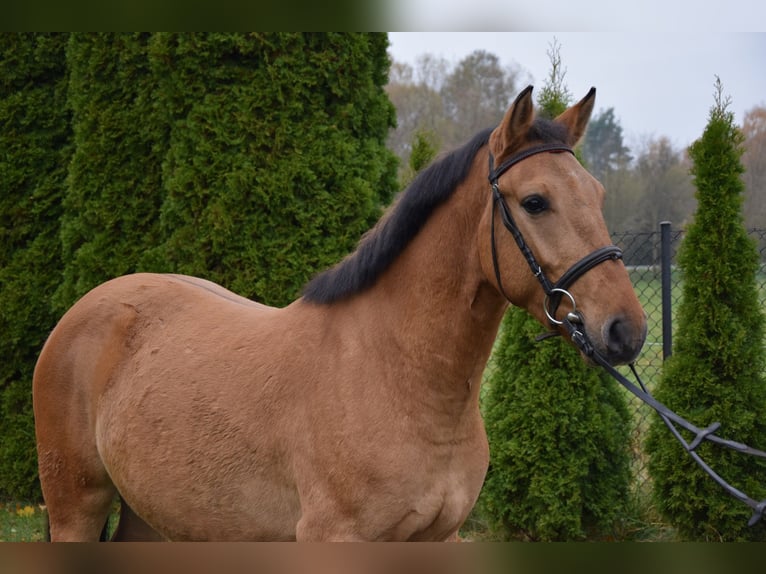 Plus de poneys/petits chevaux Hongre 4 Ans 147 cm Isabelle in Chełmno