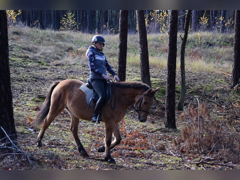 Plus de poneys/petits chevaux Hongre 4 Ans 147 cm Isabelle in Chełmno