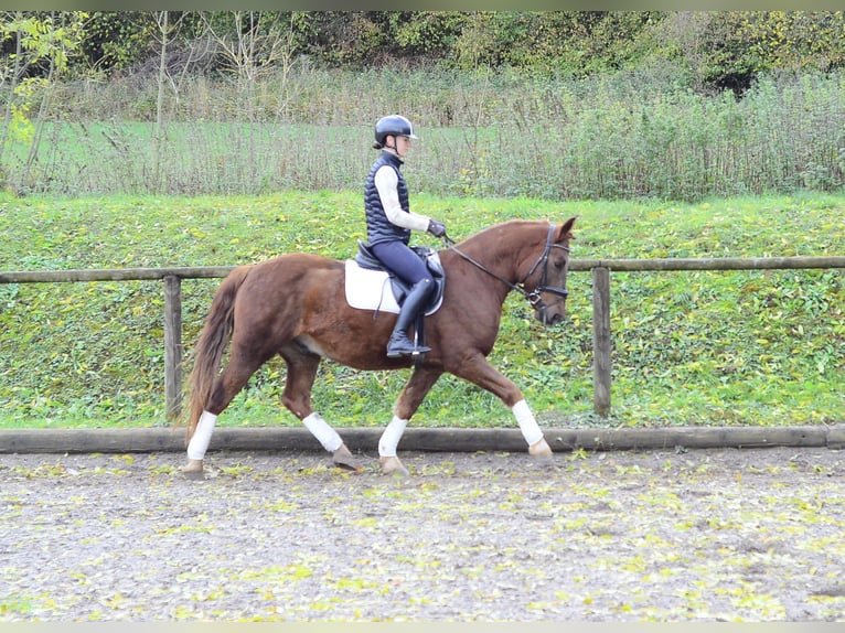 Plus de poneys/petits chevaux Hongre 4 Ans 150 cm Alezan in Wellheim