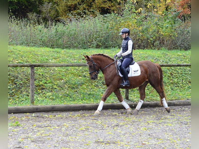 Plus de poneys/petits chevaux Hongre 4 Ans 150 cm Alezan in Wellheim