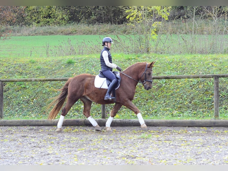 Plus de poneys/petits chevaux Hongre 4 Ans 150 cm Alezan in Wellheim