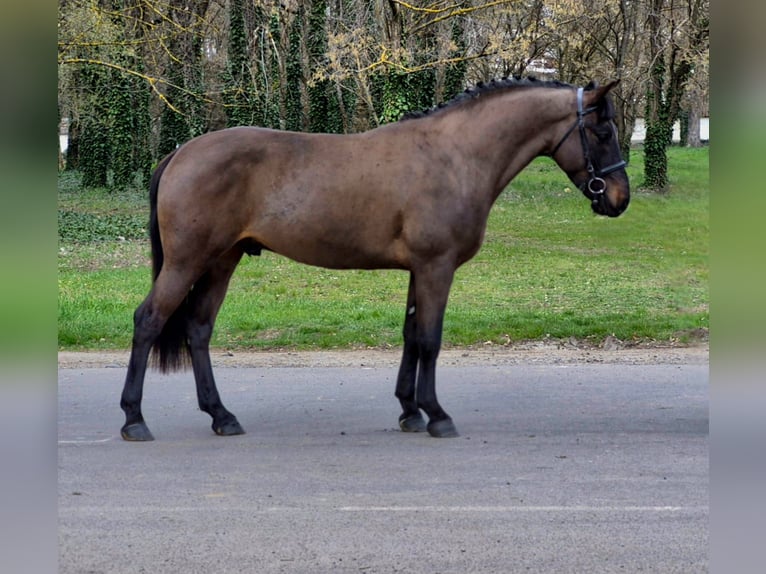 Plus de poneys/petits chevaux Hongre 4 Ans 150 cm Bai in Békéscsaba
