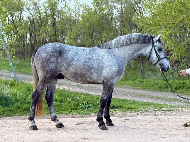 Plus de poneys/petits chevaux Hongre 4 Ans 150 cm Gris pommelé in Békéscsaba