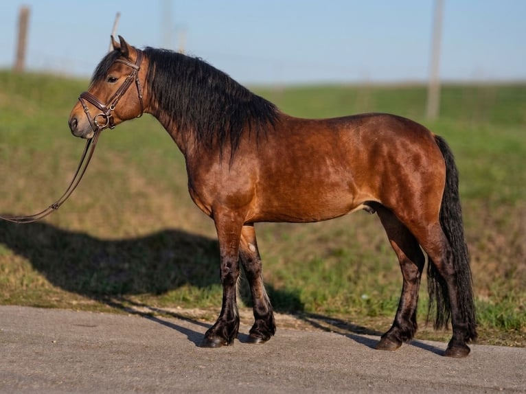 Plus de poneys/petits chevaux Hongre 4 Ans 152 cm Bai in Békéscsaba