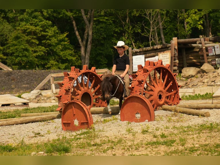 Plus de poneys/petits chevaux Hongre 4 Ans 81 cm in Fresno, OH