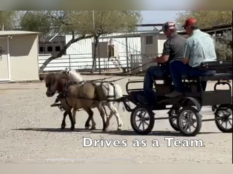 Plus de poneys/petits chevaux Hongre 4 Ans 81 cm Isabelle in Marana, AZ