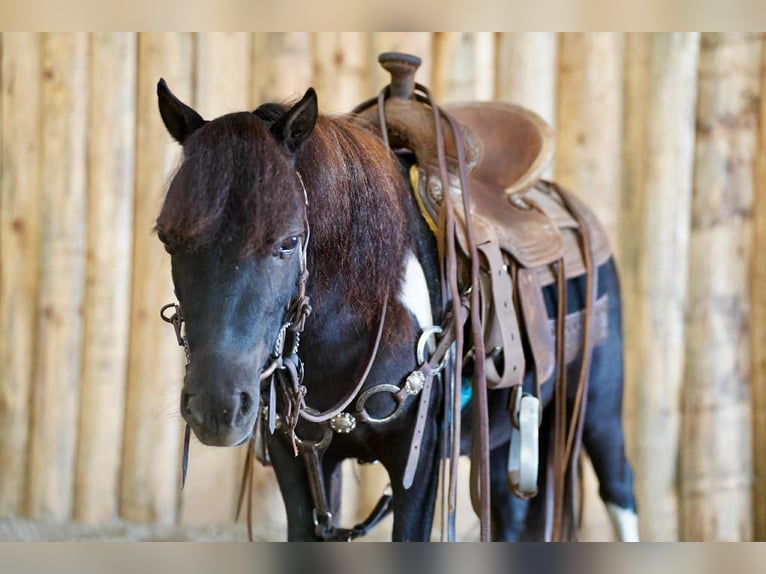 Plus de poneys/petits chevaux Hongre 4 Ans 81 cm Pinto in Corsica