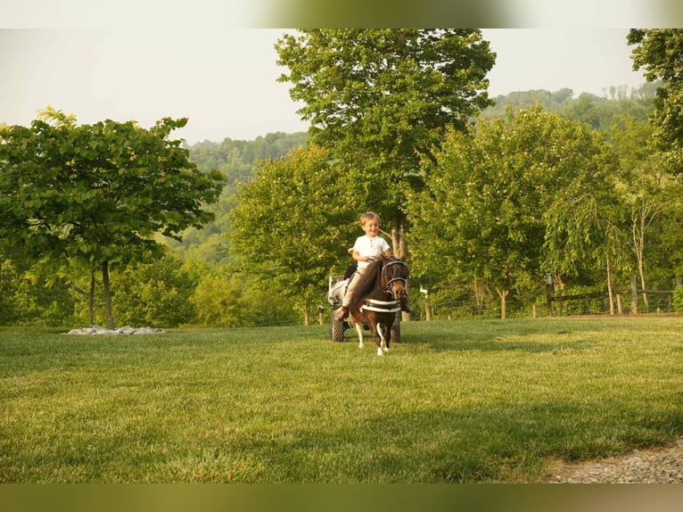 Plus de poneys/petits chevaux Hongre 4 Ans 81 cm in Fresno, OH