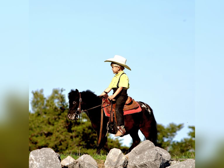 Plus de poneys/petits chevaux Hongre 4 Ans 84 cm Noir in Rebersburg