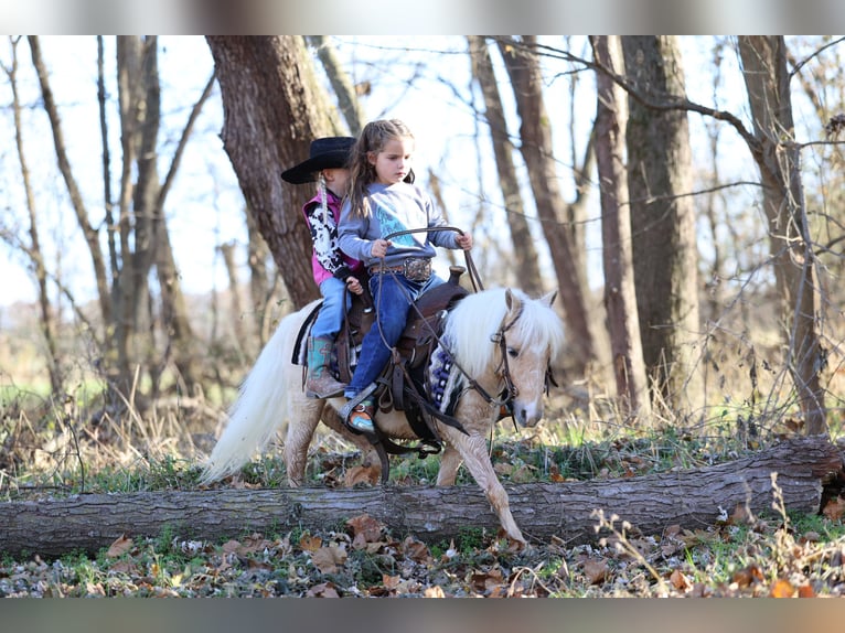 Plus de poneys/petits chevaux Hongre 4 Ans 86 cm Palomino in Sedalia