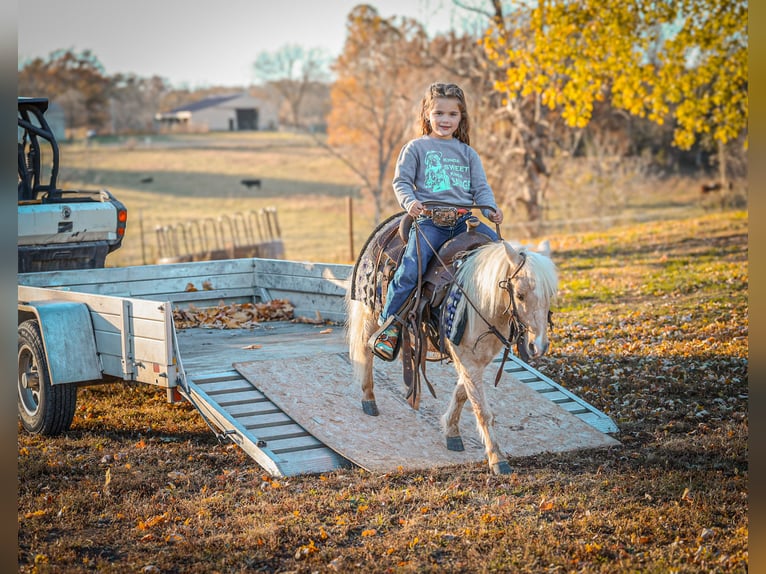 Plus de poneys/petits chevaux Hongre 4 Ans 86 cm Palomino in Sedalia