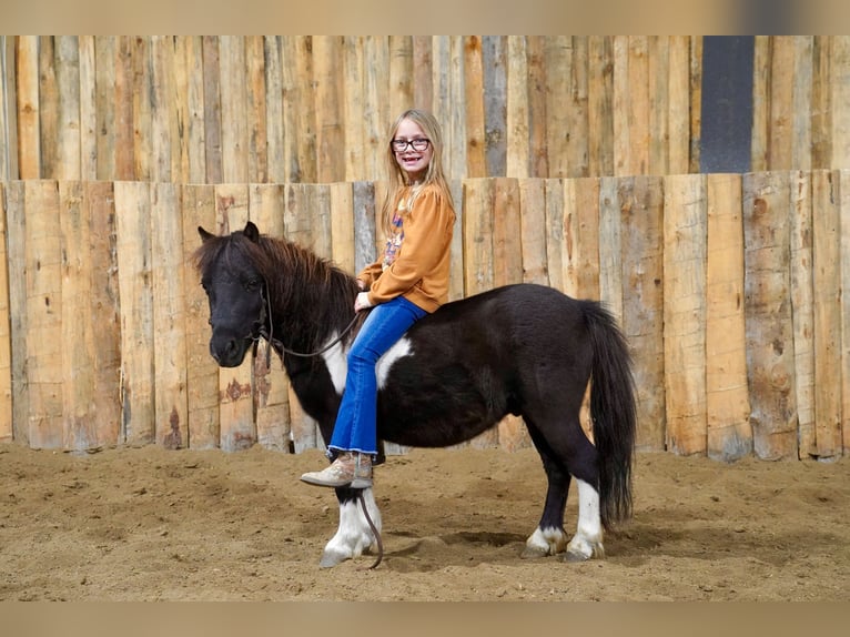 Plus de poneys/petits chevaux Hongre 4 Ans 86 cm Pinto in Corsica