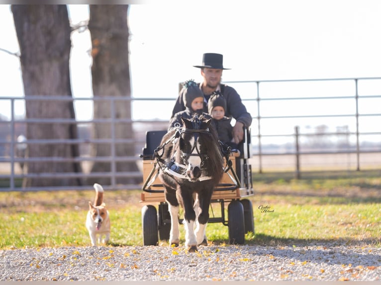 Plus de poneys/petits chevaux Hongre 4 Ans 86 cm Pinto in Independence