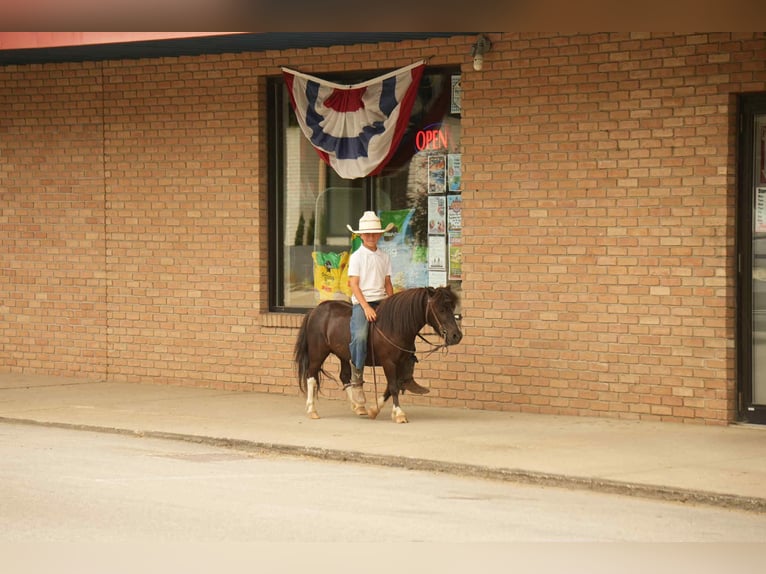 Plus de poneys/petits chevaux Hongre 4 Ans 86 cm in Fresno, OH