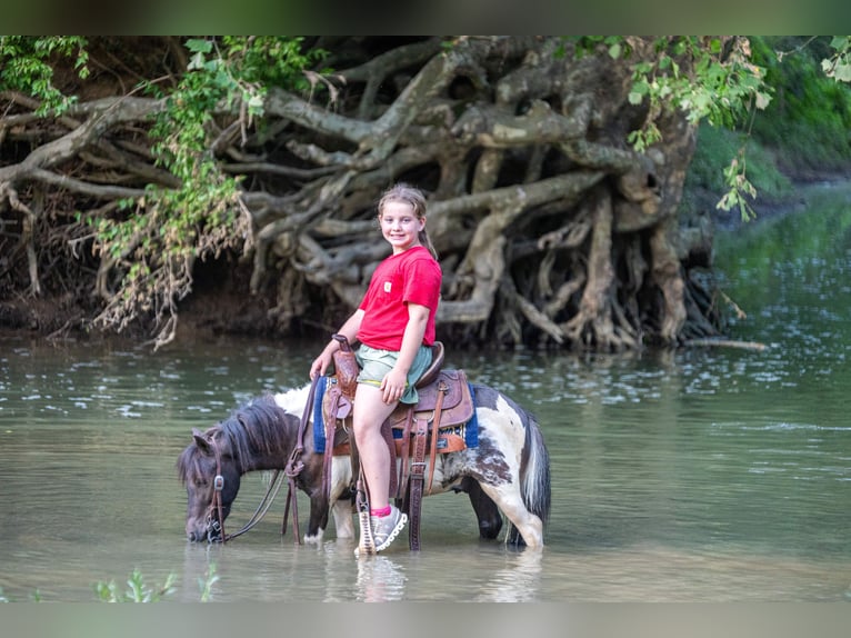 Plus de poneys/petits chevaux Hongre 4 Ans 89 cm Pinto in Ewing