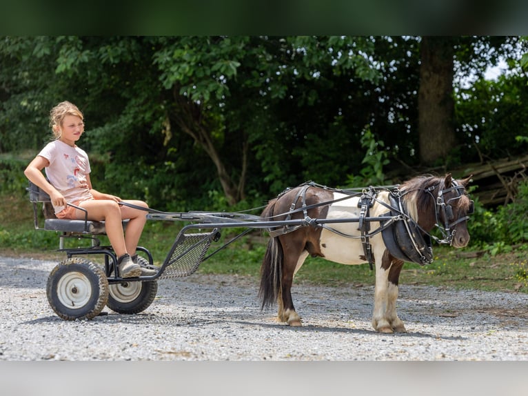 Plus de poneys/petits chevaux Hongre 4 Ans 89 cm Pinto in Ewing