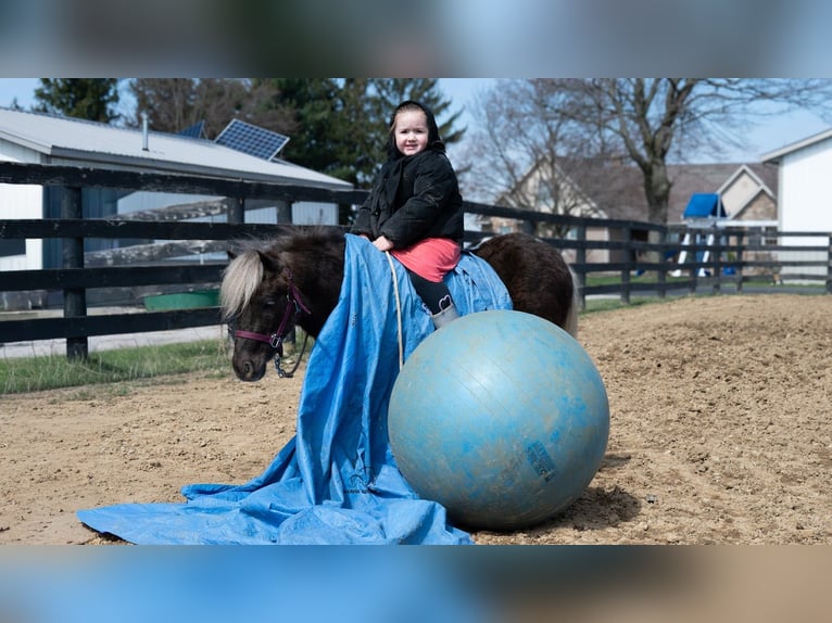 Plus de poneys/petits chevaux Hongre 4 Ans 91 cm Pinto in Fredericksburg