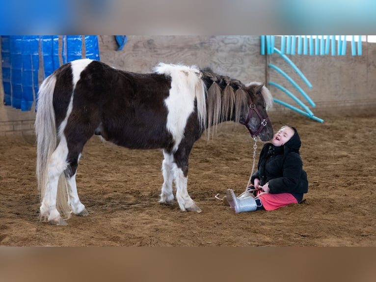 Plus de poneys/petits chevaux Hongre 4 Ans 91 cm Pinto in Fredericksburg