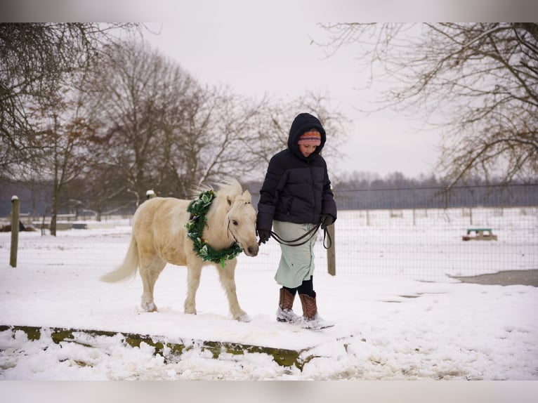 Plus de poneys/petits chevaux Hongre 4 Ans 94 cm Palomino in Bristolville