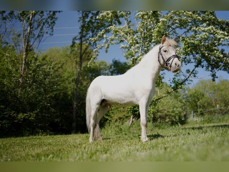 Plus de poneys/petits chevaux Hongre 4 Ans 95 cm Rouan Rouge in Aitrang