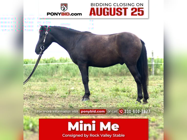 Plus de poneys/petits chevaux Hongre 4 Ans 97 cm Bai brun in Strasburg