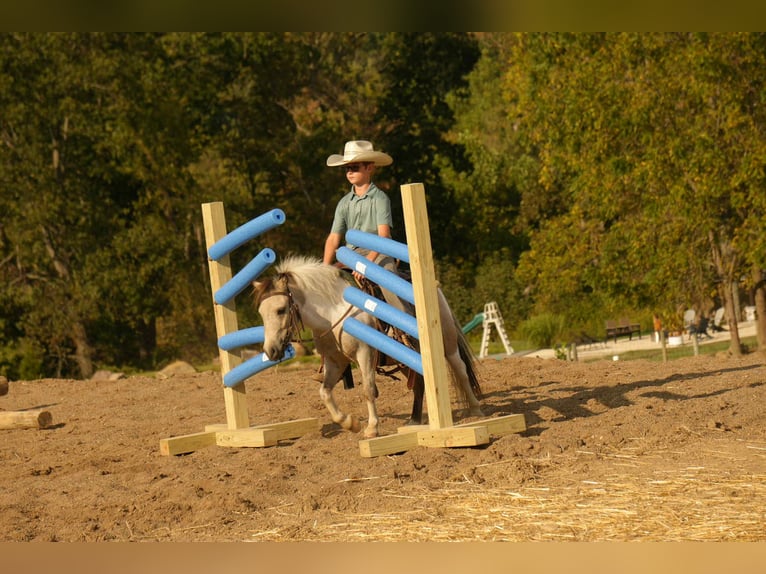 Plus de poneys/petits chevaux Hongre 4 Ans 97 cm Buckskin in Fresno