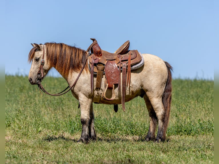 Plus de poneys/petits chevaux Hongre 4 Ans 99 cm Buckskin in Ewing