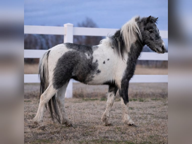 Plus de poneys/petits chevaux Hongre 4 Ans 99 cm Pinto in Guthrie