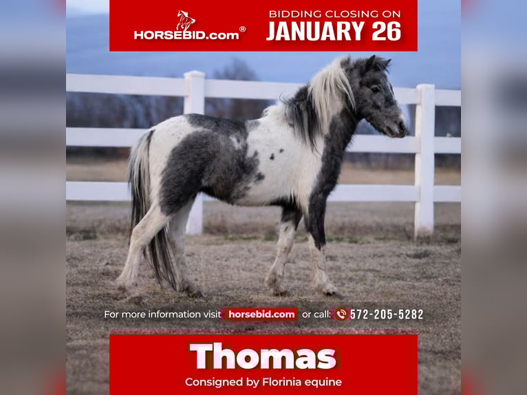 Plus de poneys/petits chevaux Hongre 4 Ans 99 cm Pinto in Guthrie