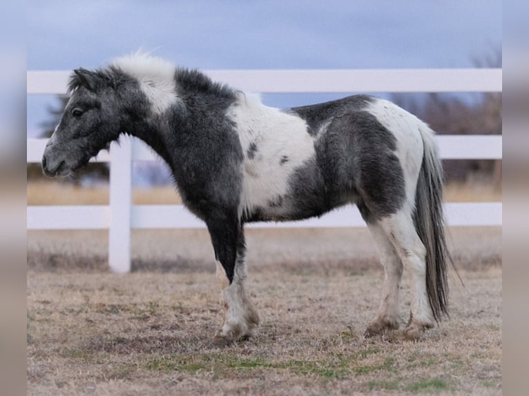 Plus de poneys/petits chevaux Hongre 4 Ans 99 cm Pinto in Guthrie