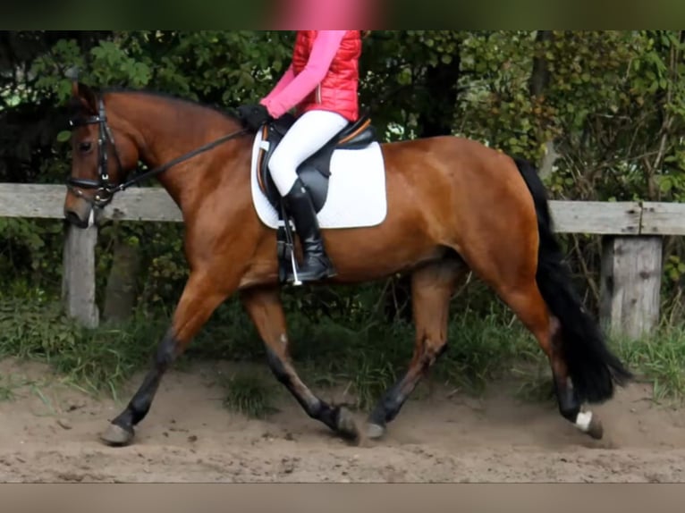 Plus de poneys/petits chevaux Hongre 4 Ans Bai in Szarvas