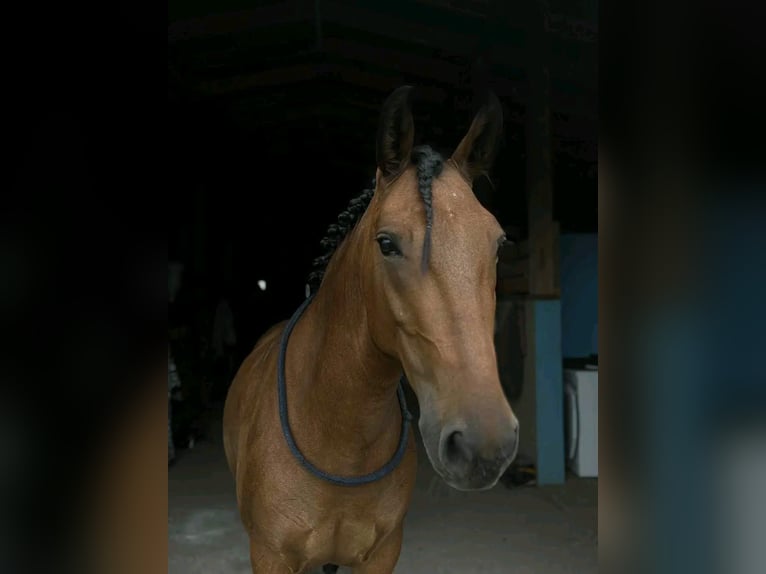 Plus de poneys/petits chevaux Hongre 4 Ans Bai in Szarvas