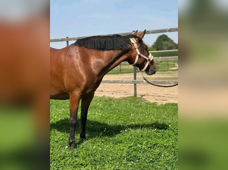 Plus de poneys/petits chevaux Hongre 4 Ans Bai in Szarvas