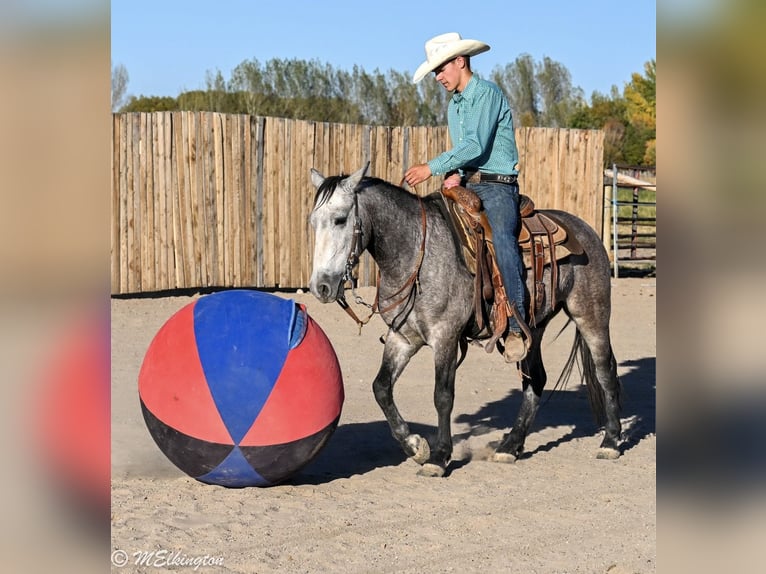 Plus de poneys/petits chevaux Hongre 4 Ans Buckskin in Rigby