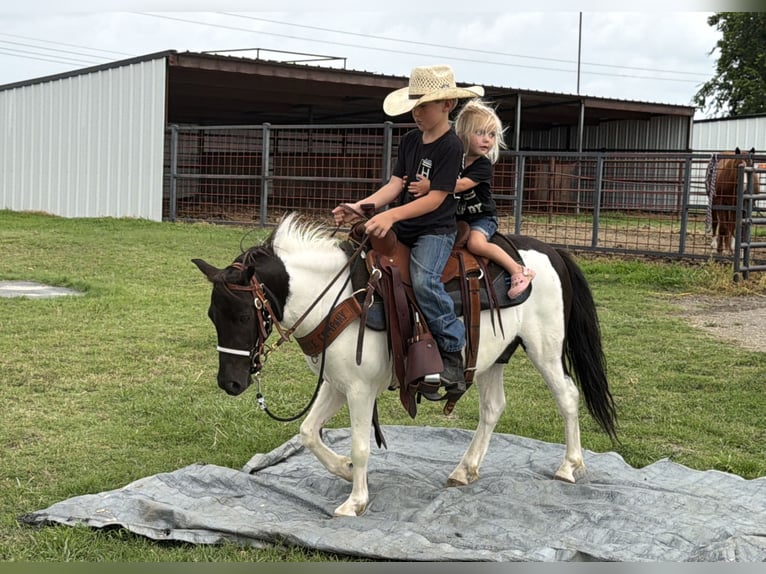 Plus de poneys/petits chevaux Hongre 4 Ans Pinto in Weatherford
