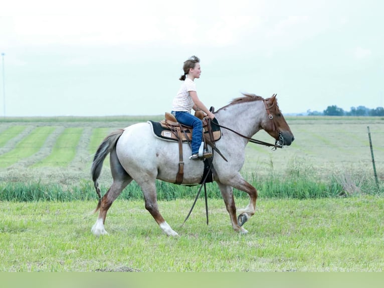 Plus de poneys/petits chevaux Hongre 4 Ans Rouan Rouge in Purdy