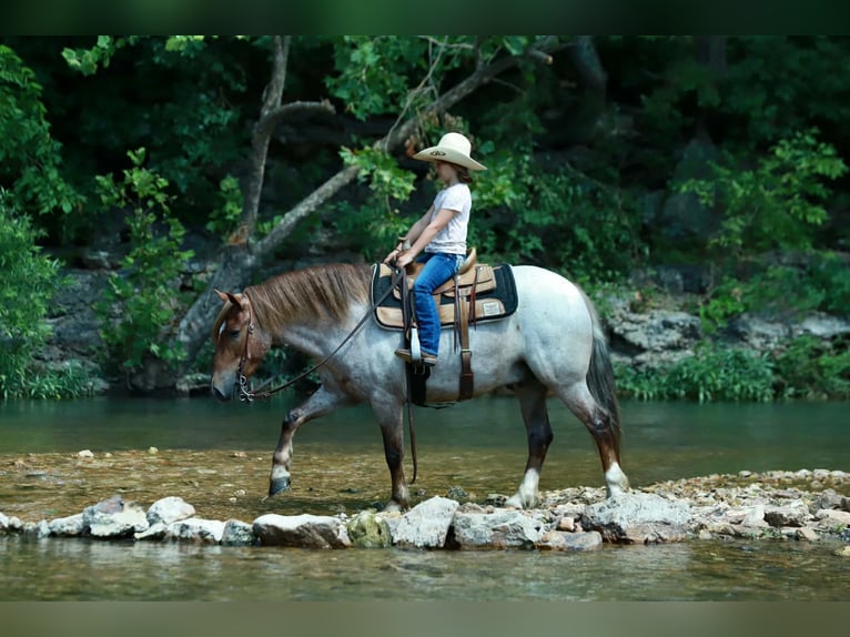 Plus de poneys/petits chevaux Hongre 4 Ans Rouan Rouge in Purdy
