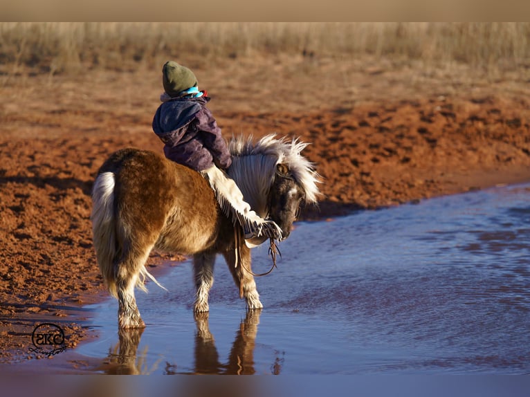Plus de poneys/petits chevaux Hongre 5 Ans 102 cm Gris in Canyon, TX