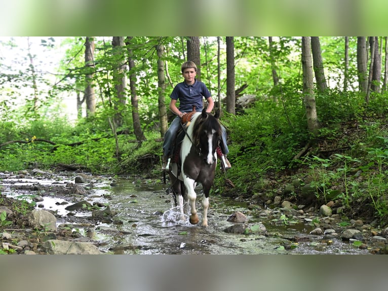 Plus de poneys/petits chevaux Hongre 5 Ans 102 cm Pinto in Fredericksburg