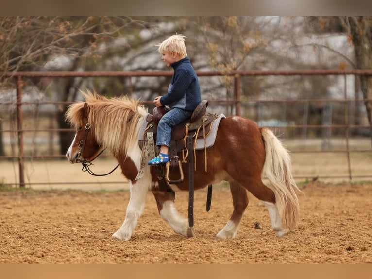Plus de poneys/petits chevaux Hongre 5 Ans 102 cm Pinto in Cleburne