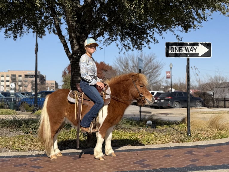 Plus de poneys/petits chevaux Hongre 5 Ans 102 cm Pinto in Cleburne