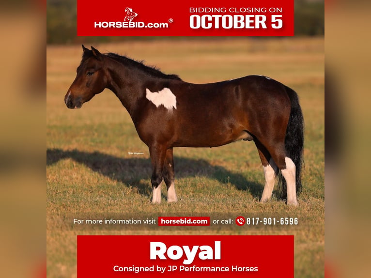 Plus de poneys/petits chevaux Hongre 5 Ans 102 cm Pinto in Weatherford
