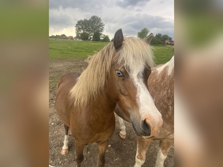 Plus de poneys/petits chevaux Croisé Hongre 5 Ans 110 cm Alezan brûlé in Kaltohmfeld