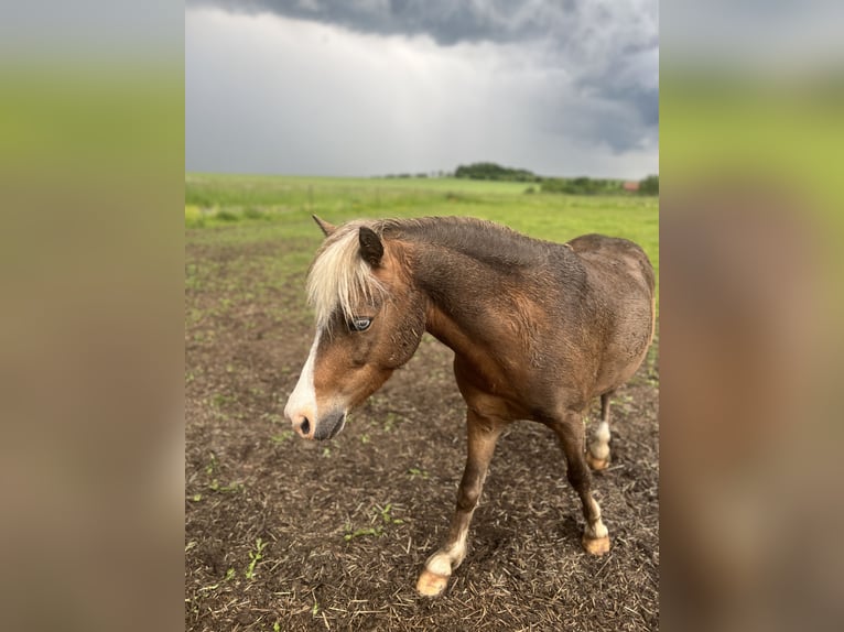 Plus de poneys/petits chevaux Croisé Hongre 5 Ans 110 cm Alezan brûlé in Kaltohmfeld