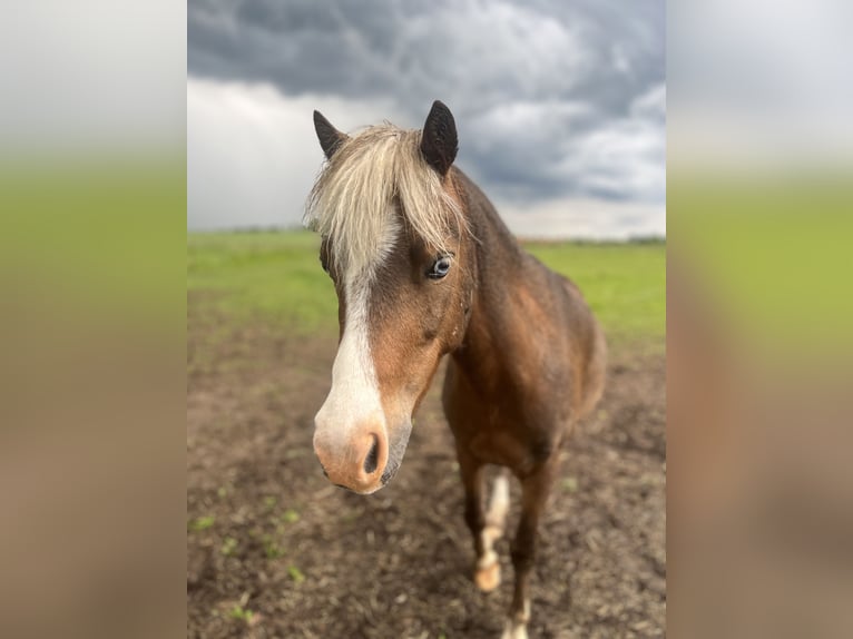 Plus de poneys/petits chevaux Croisé Hongre 5 Ans 110 cm Alezan brûlé in Kaltohmfeld